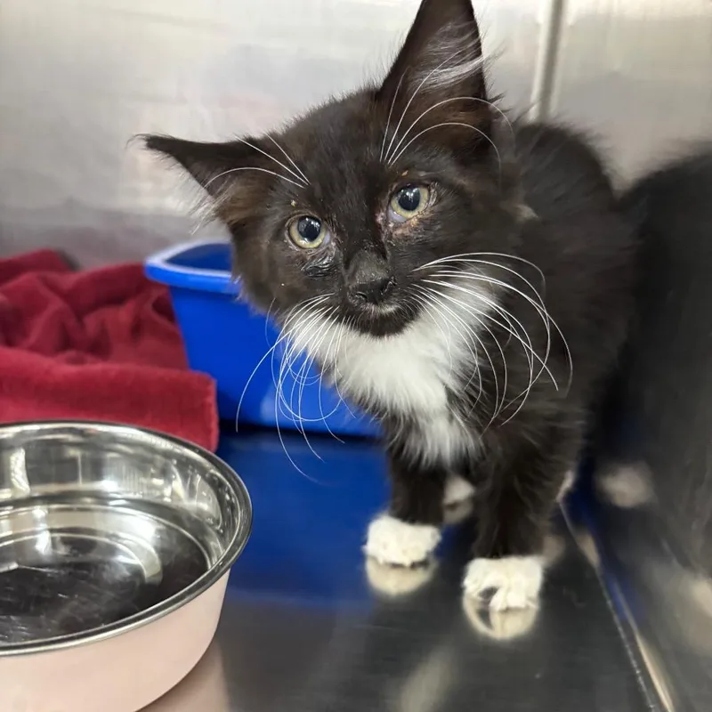 A baby small-sized female Domestic Long Hair cat named Garnet for adoption in Spokane, WA