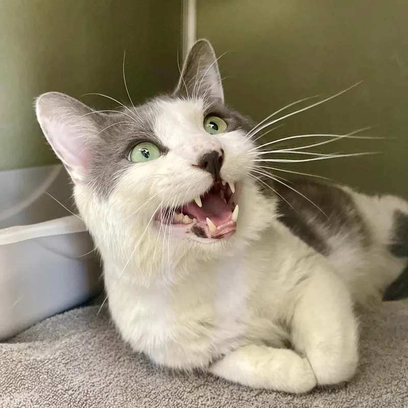 An adult medium-sized male White Domestic Short Hair cat named Ozzy for adoption in Deerfield, IL