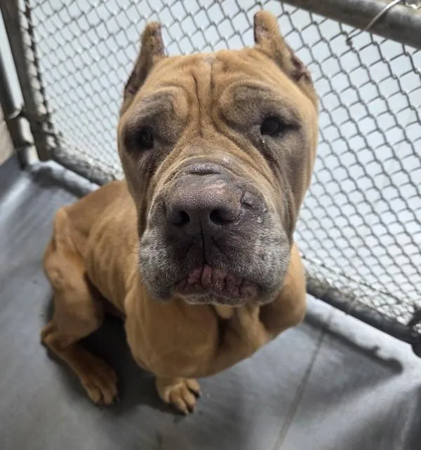 An adult large-sized female Cane Corso dog named Cutie for adoption in Dallas, GA