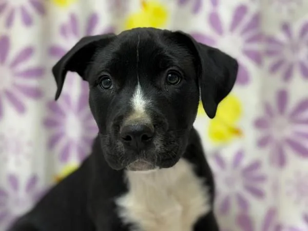 A baby medium-sized male Pit Bull Terrier dog named Accumulation for adoption in Portland, OR