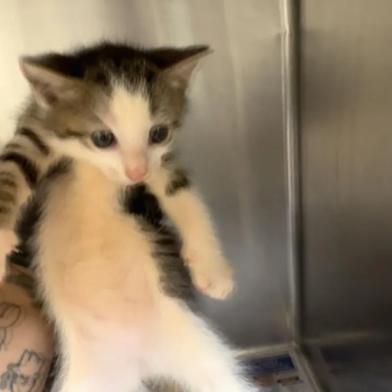 A baby small-sized male Brown / Chocolate Domestic Short Hair cat named Roman for adoption in Mocksville, NC