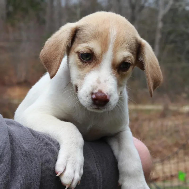 Ct Narwhal thumbnail 2