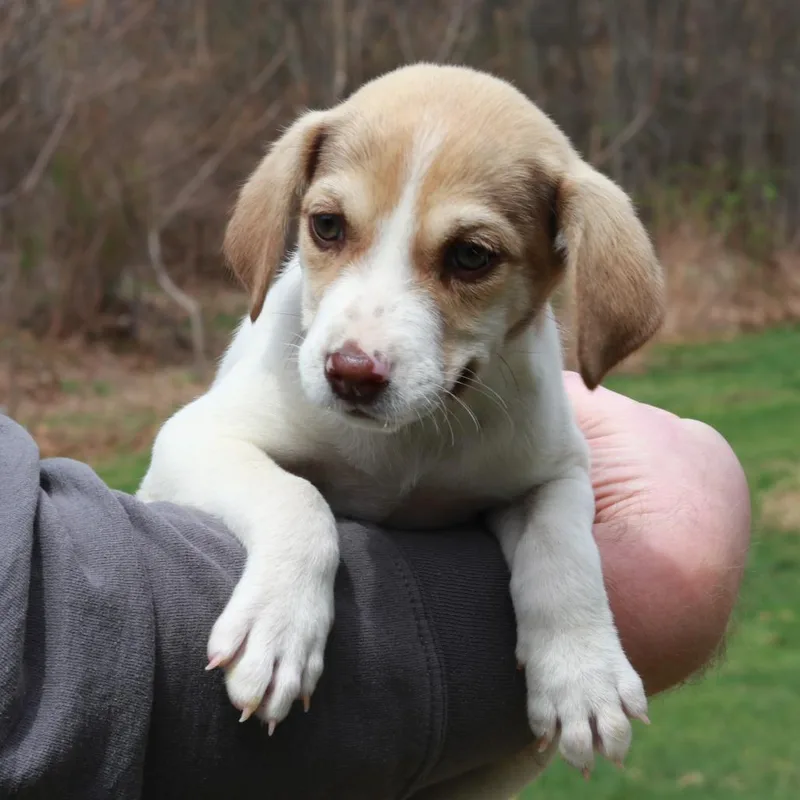 Ct Narwhal thumbnail 3