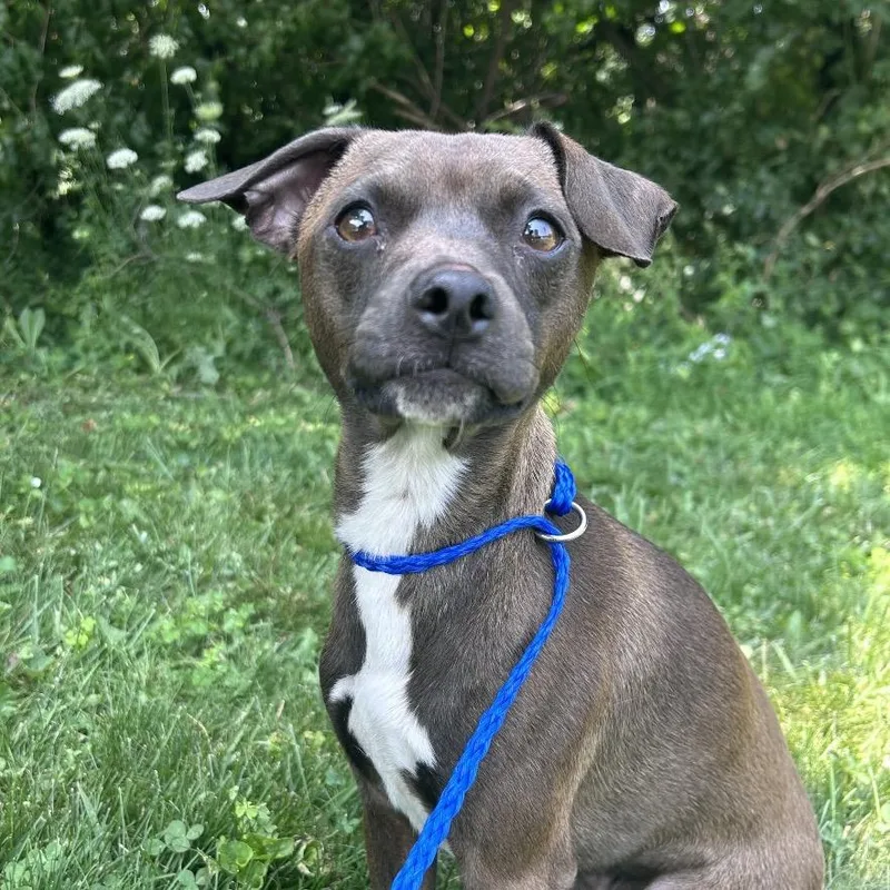 An adult small-sized male Black Mixed Breed dog named Ellis for adoption in Hinsdale, IL