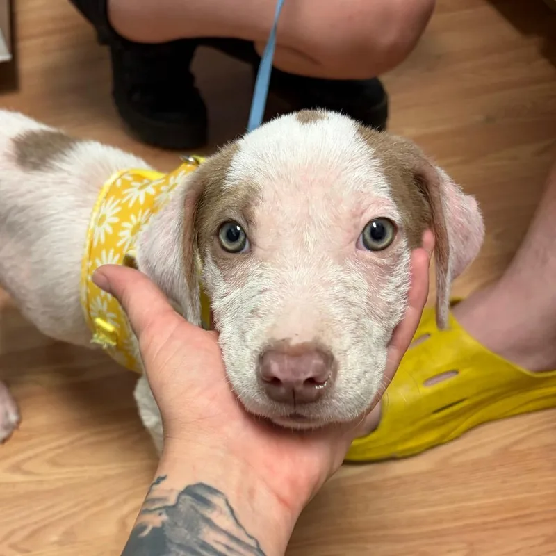 A baby small-sized male White / Cream Hound dog named Danny for adoption in Webster, TX