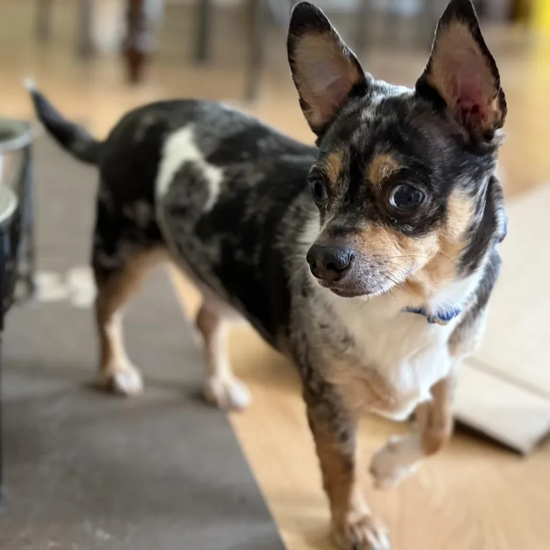 An adult small-sized male Gray / Blue / Silver Chihuahua dog named Benjie for adoption in Rockville, MD
