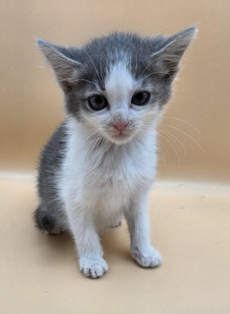 A baby medium-sized male Gray & White Domestic Short Hair cat named Motor Oil for adoption in Mobile, AL