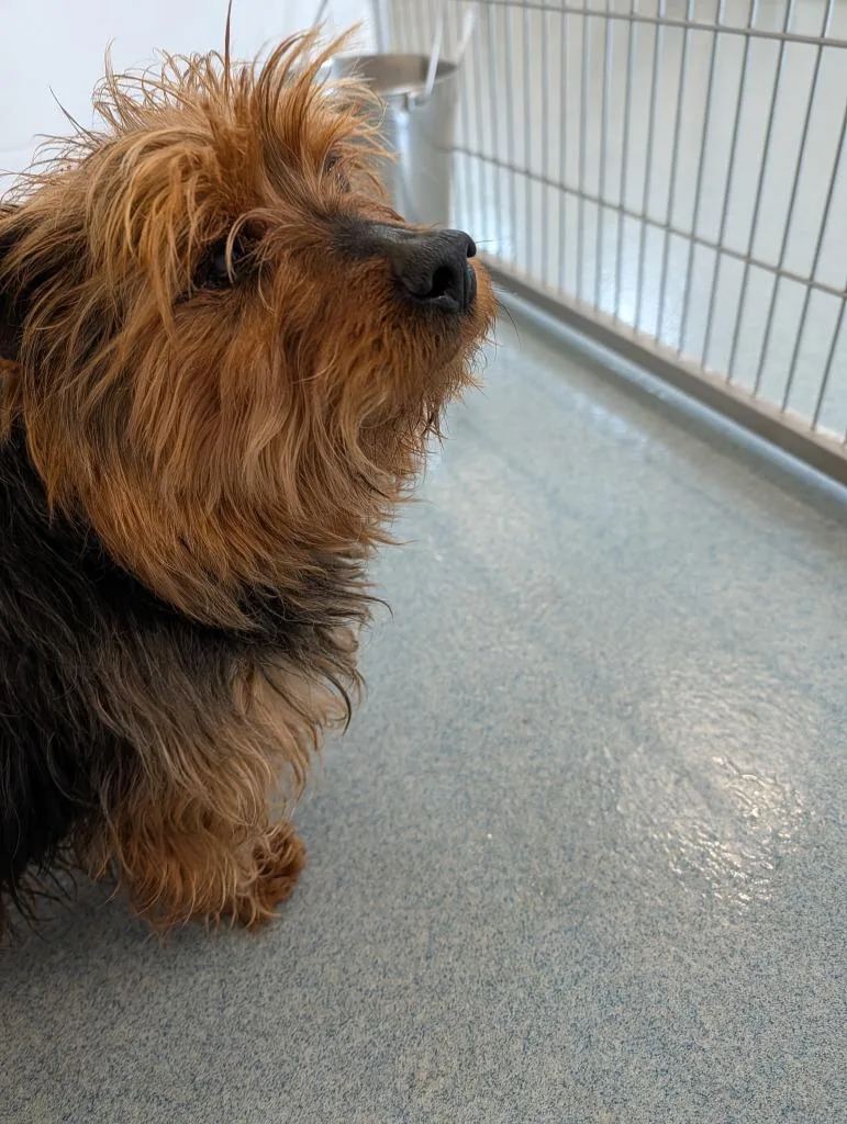 A senior medium-sized male Yorkshire Terrier dog named Bowie for adoption in Portland, IN