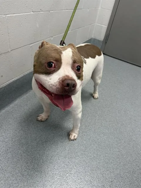 An adult medium-sized male Pit Bull Terrier dog named Bruno for adoption in Indianapolis, IN