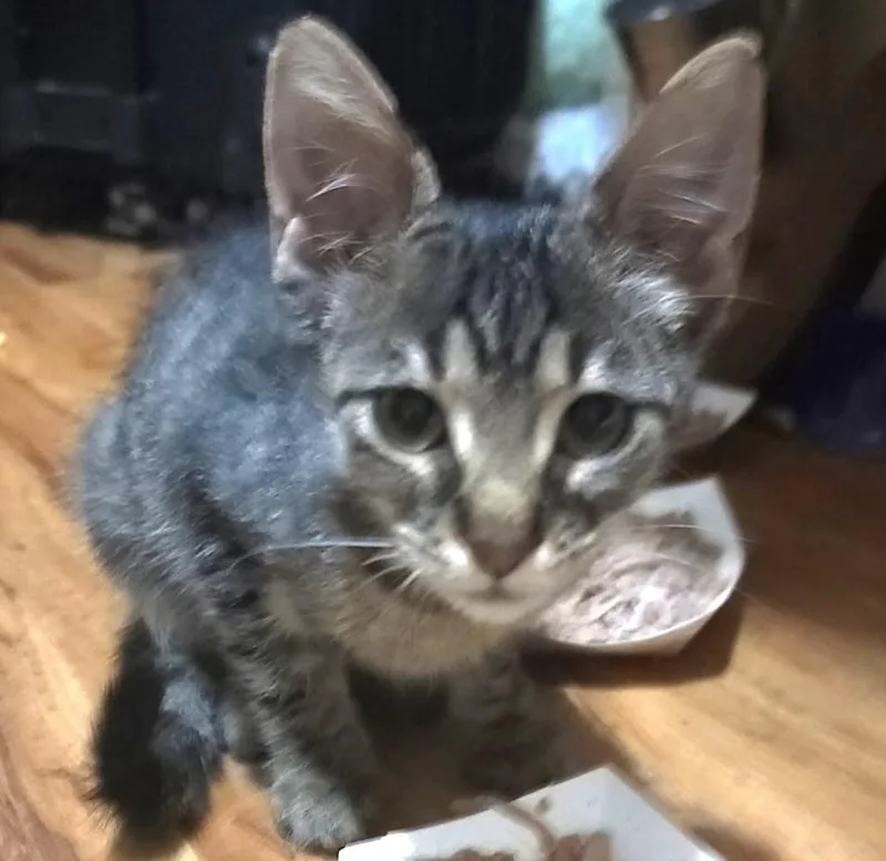 A baby medium-sized male Tabby (Gray / Blue / Silver) Domestic Short Hair cat named Ricky for adoption in fort worth, TX