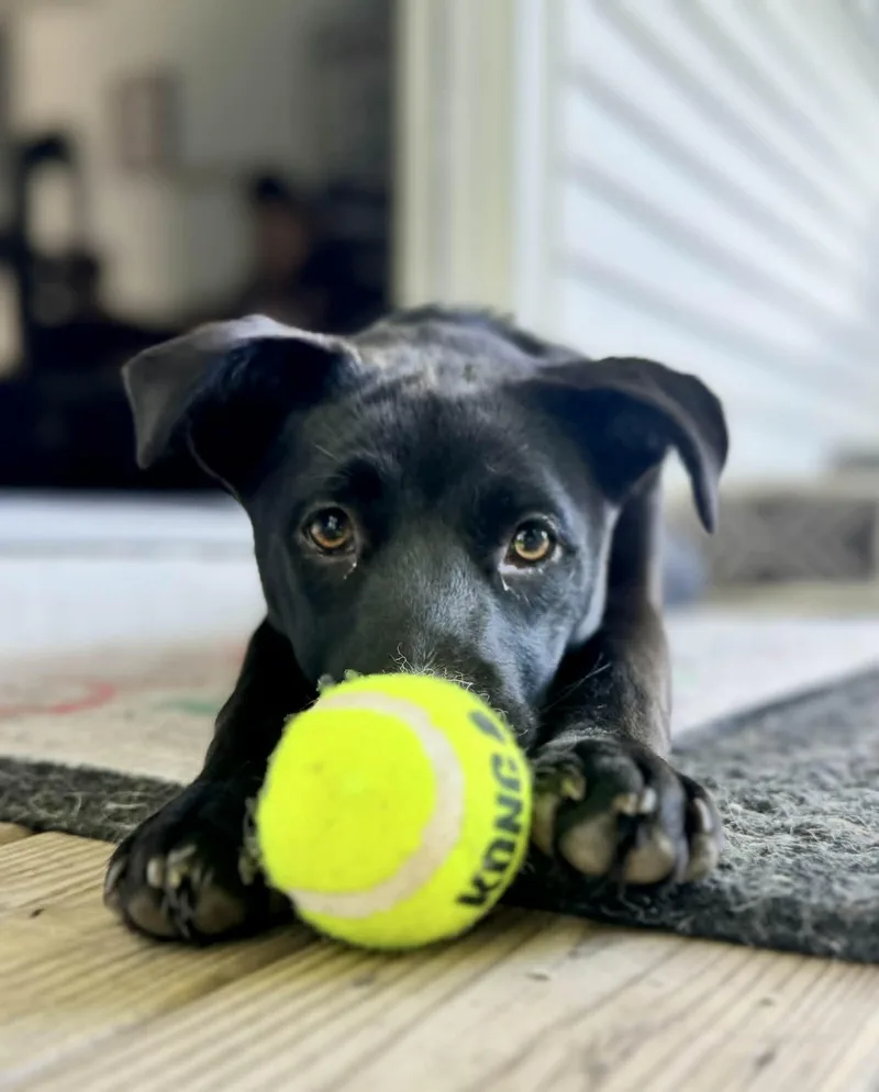 Tillie