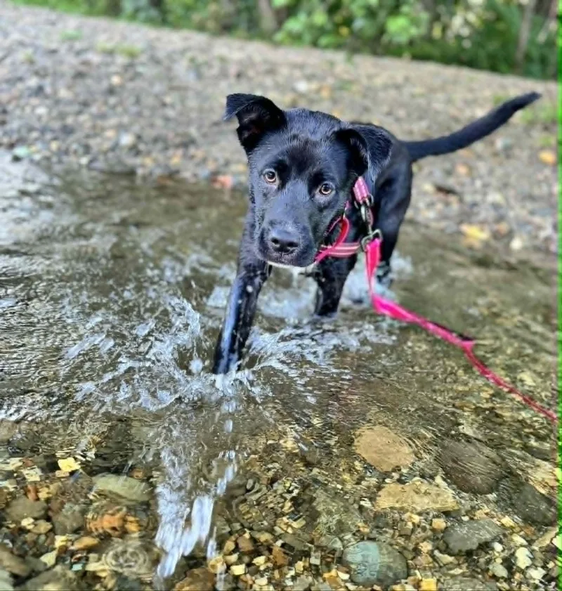 Tillie thumbnail 3