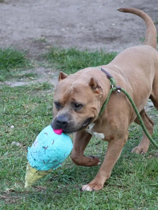 An adult large-sized male Mixed Breed dog named Boss for adoption in Melbourne, FL