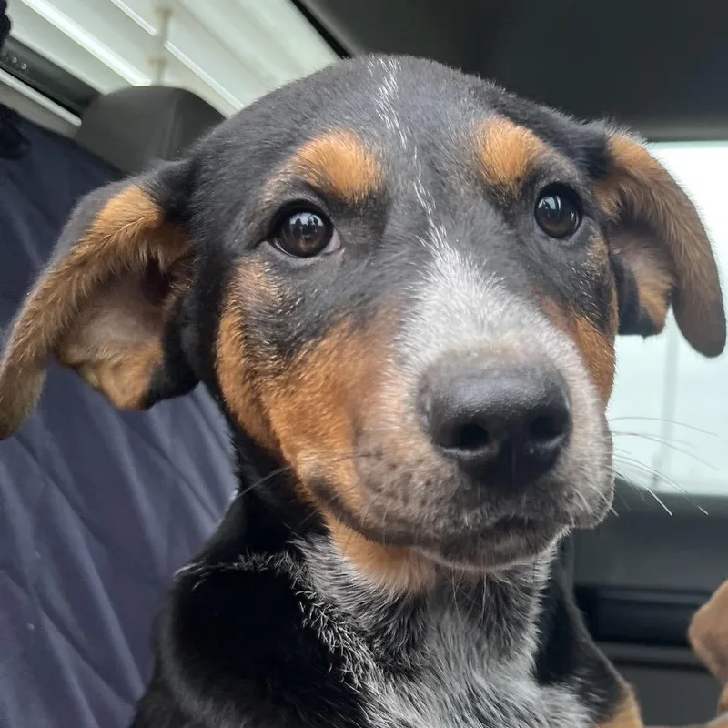 A young small-sized male Black Cattle Dog dog named Marty for adoption in Lake Jackson, TX