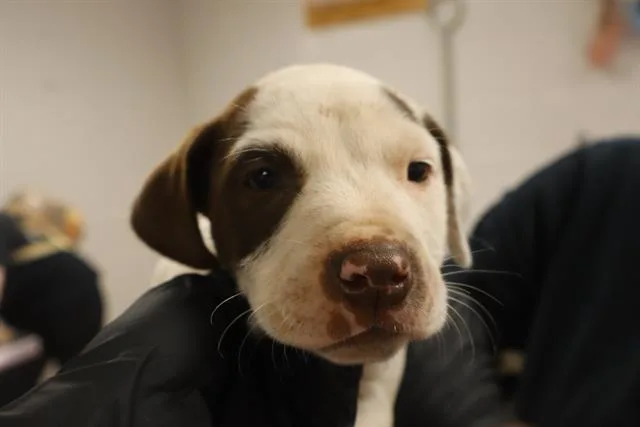 A baby small-sized male Mixed Breed dog named Blackberry for adoption in Columbia, SC