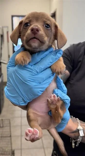 A baby small-sized male Dachshund dog named Milo for adoption in San Antonio, TX