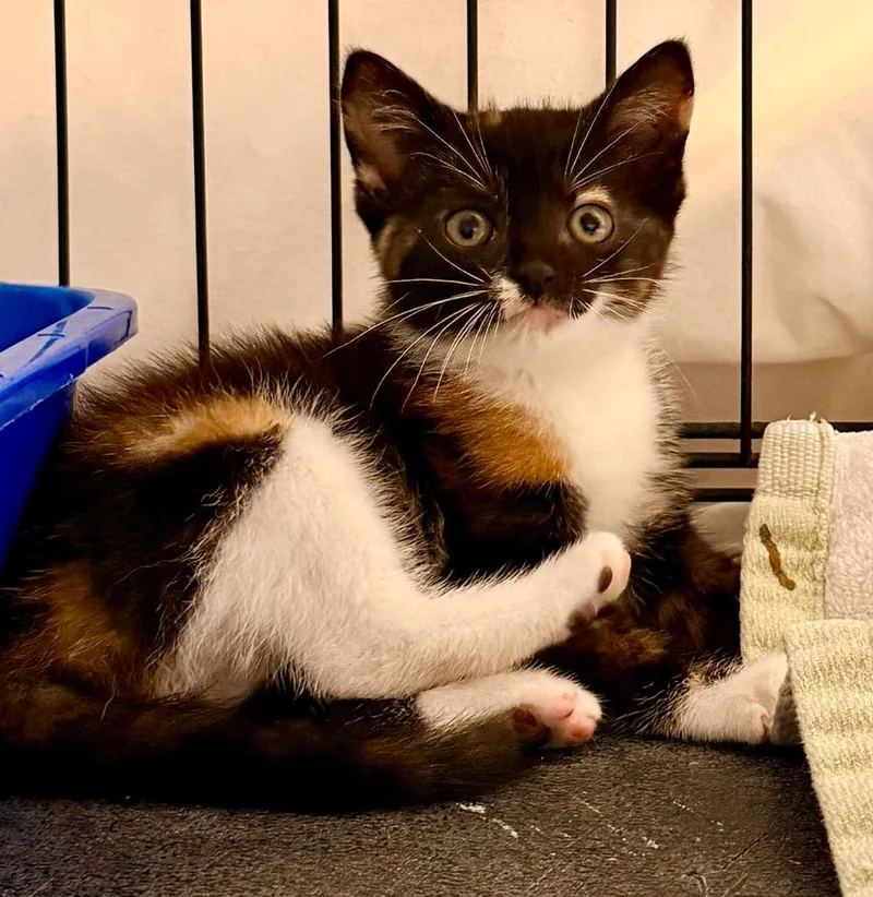 A baby small-sized female Domestic Short Hair cat named Evey for adoption in Newnan, GA