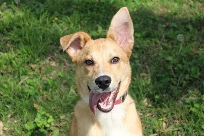 An adult large-sized male Shepherd dog named Leon Kennedy for adoption in Kansas City, MO