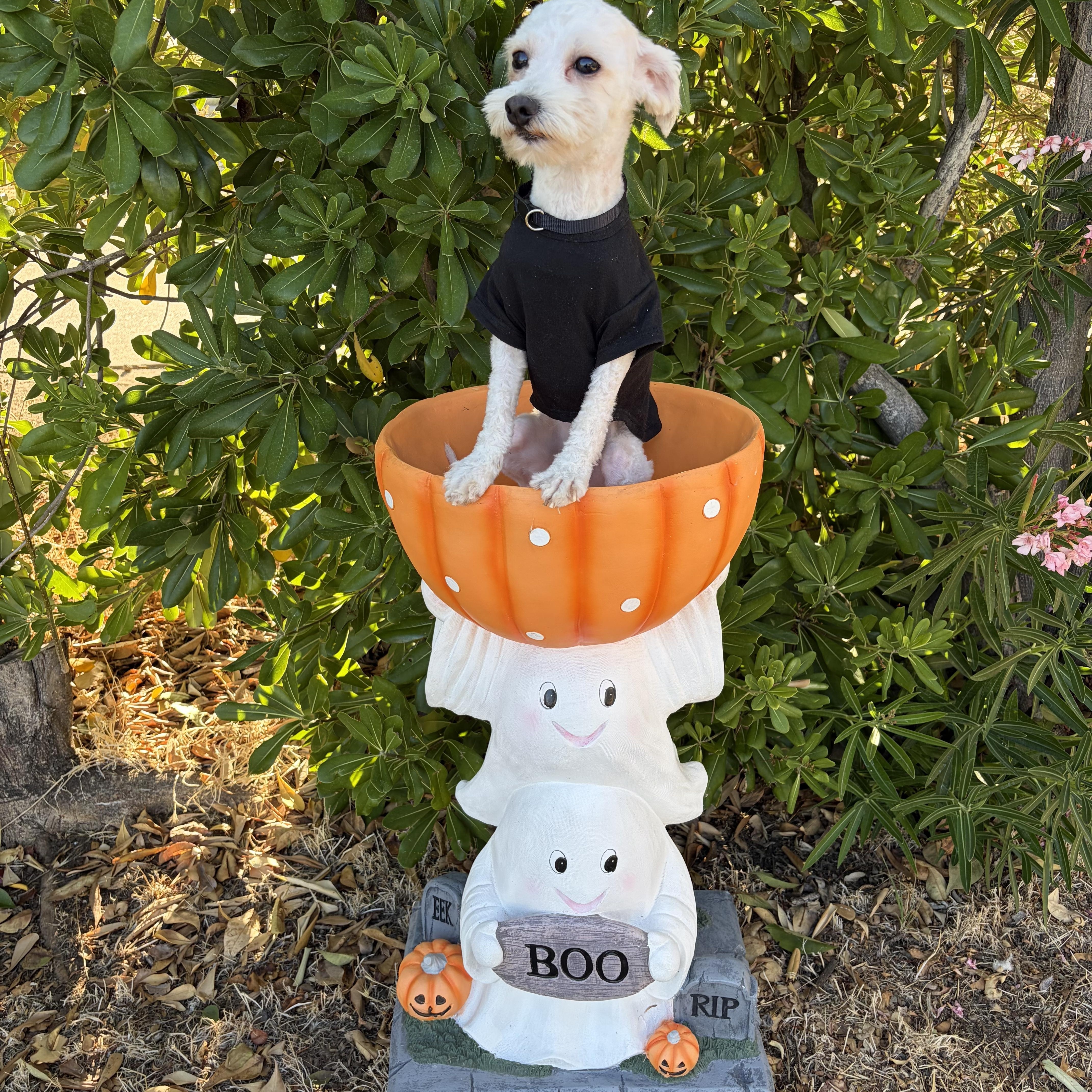 A young small-sized male Maltipoo dog named Casper for adoption in Lodi, CA
