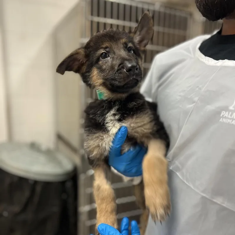 A baby small-sized male Black German Shepherd Dog dog named Bmo for adoption in Stephens City, VA