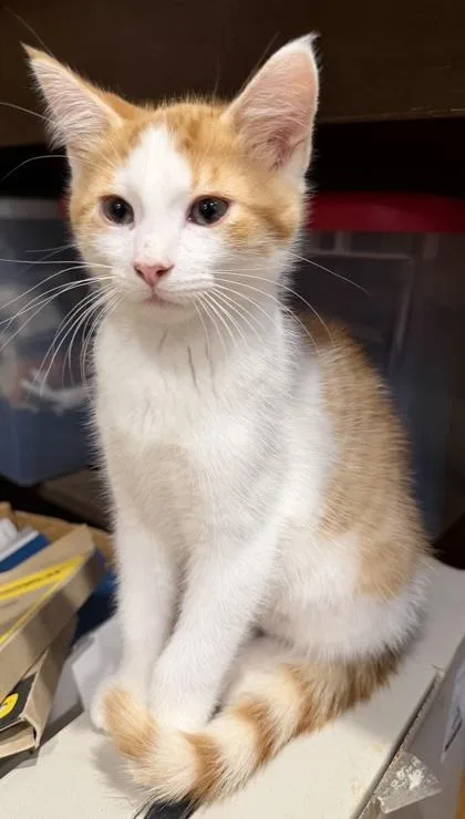 A baby small-sized male Domestic Short Hair cat named Hops for adoption in Verona, WI