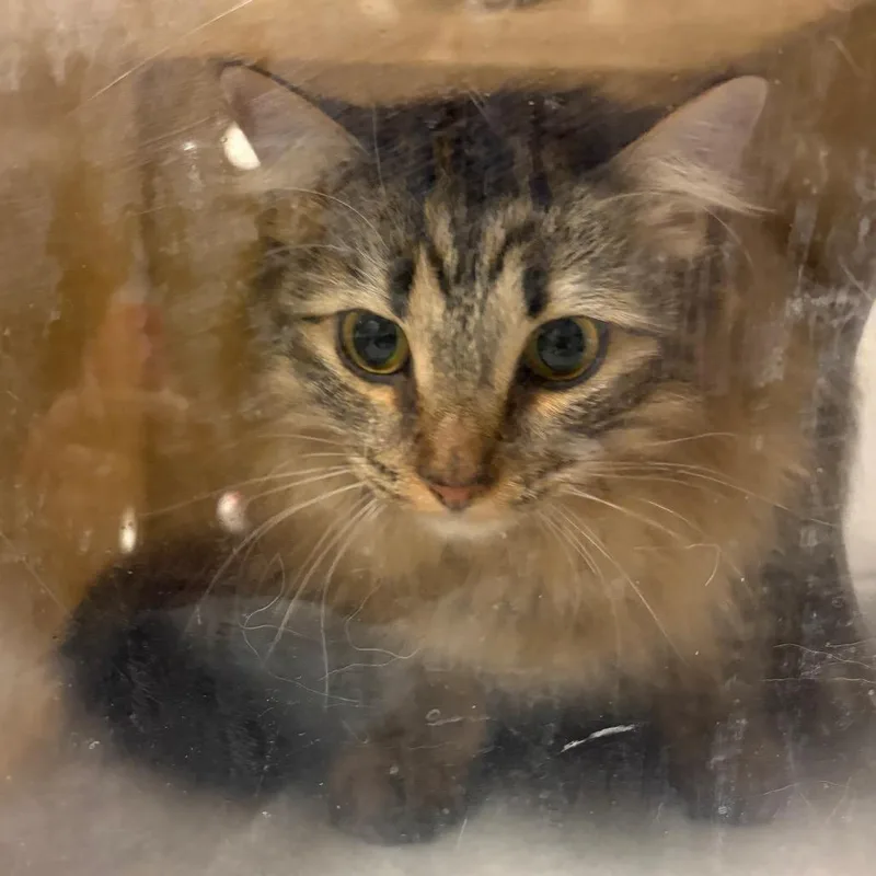 A young medium-sized female Calico Domestic Medium Hair cat named Marie for adoption in Reno, NV