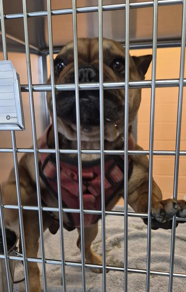 An adult small-sized male French Bulldog dog named Pen for adoption in Lawrenceville, GA