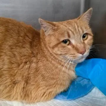 A young medium-sized female Orange / Red Domestic Short Hair cat named Astrid for adoption in Fort Collins, CO