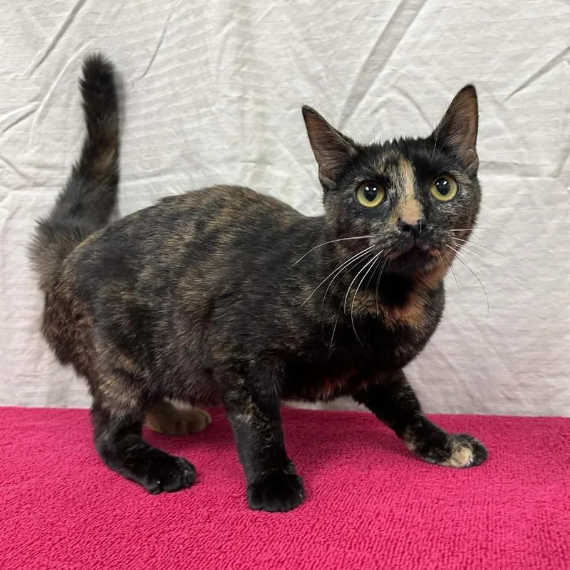 Chatterly thumbnail 2