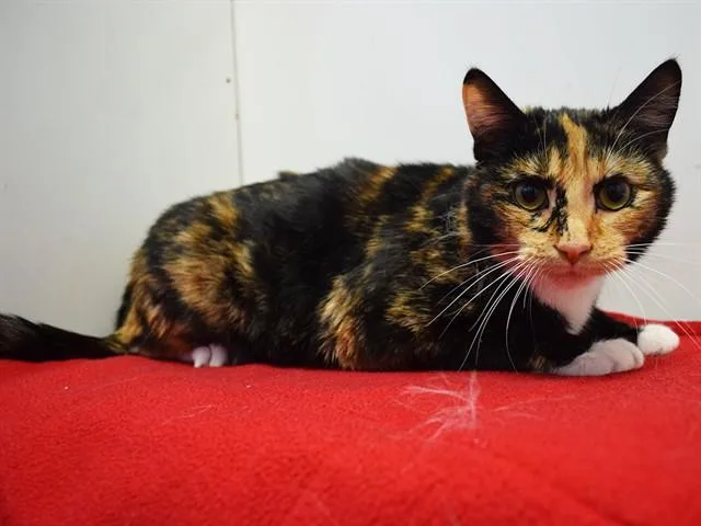 A young medium-sized female Domestic Short Hair cat named Hanna for adoption in Sacramento, CA