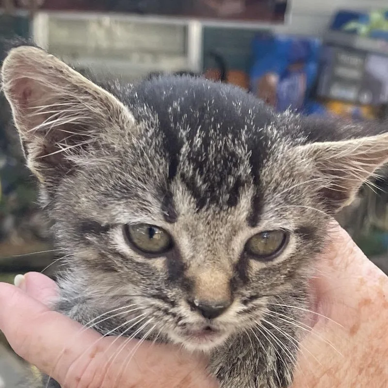A baby small-sized male Gray / Blue / Silver Domestic Short Hair cat named Puma for adoption in Green Forest, AR
