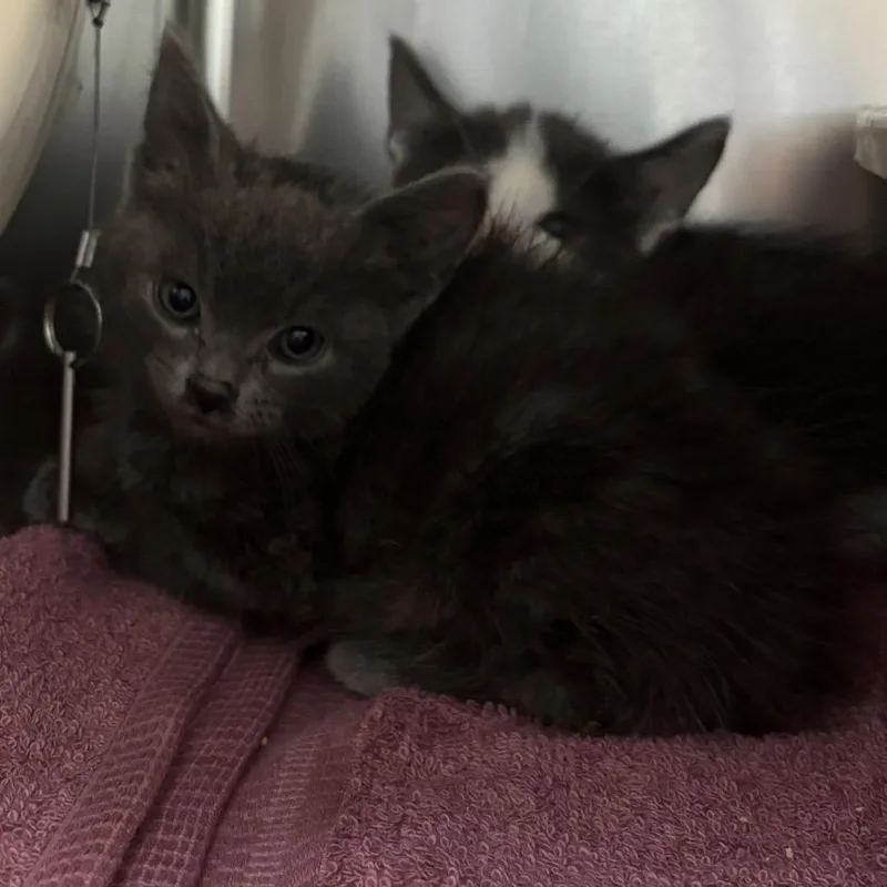 A baby small-sized male Gray / Blue / Silver Domestic Short Hair cat named Cave for adoption in Hawthorne, CA