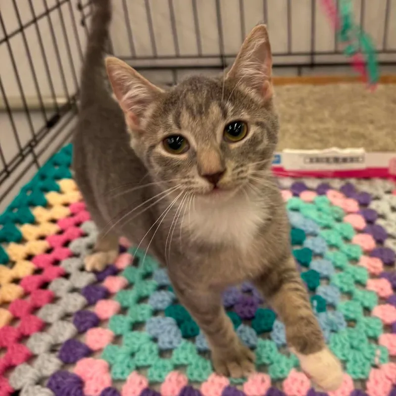 A baby small-sized female Gray / Blue / Silver Domestic Short Hair cat named Basil for adoption in Inwood, WV