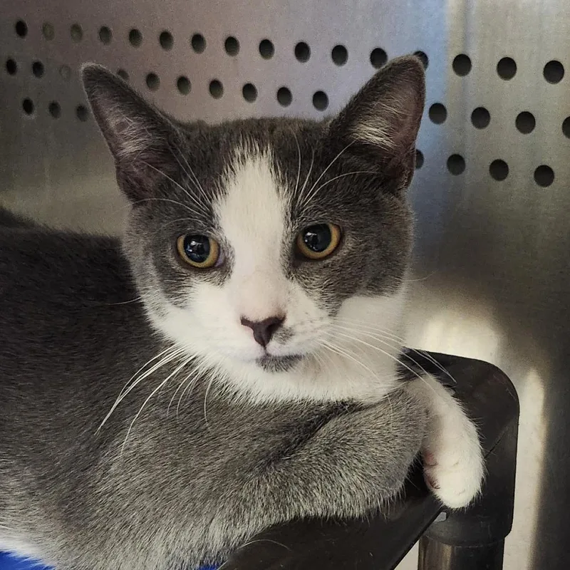 A baby small-sized female Domestic Short Hair cat named Zara for adoption in Columbia Station, OH