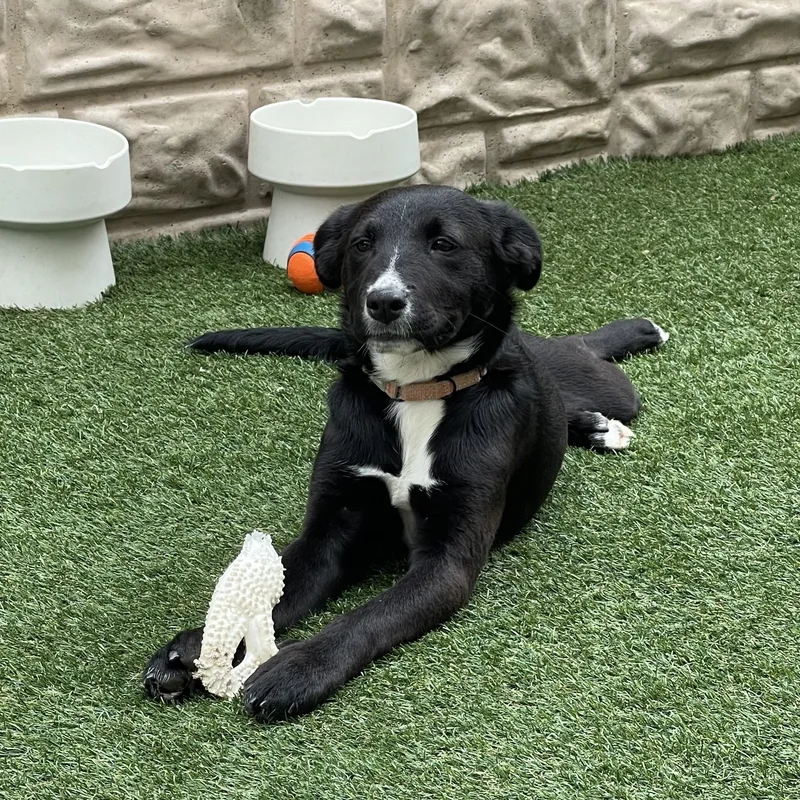 A baby medium-sized female Black Border Collie dog named Cello for adoption in Houston, TX