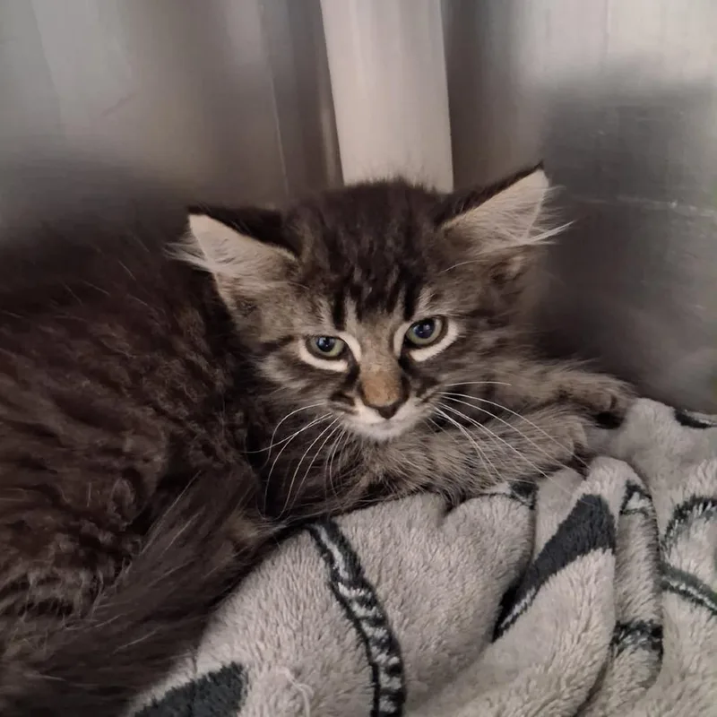 A baby small-sized female Brown / Chocolate Domestic Long Hair cat named Artificial Flavor for adoption in Springfield, MA