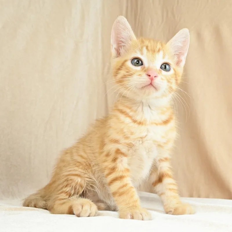 A baby small-sized male Orange / Red Domestic Short Hair cat named Cheeto for adoption in Mobile, AL