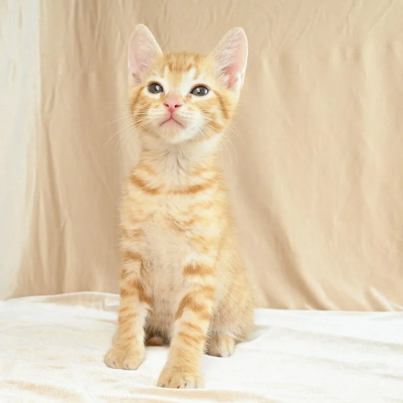 Cheeto thumbnail 2