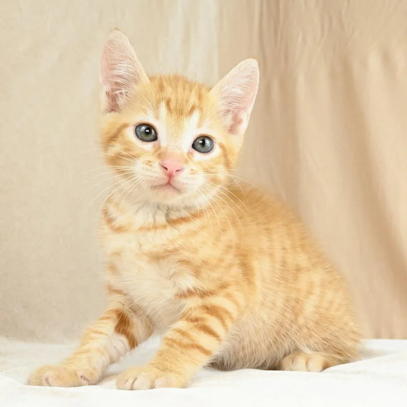 Cheeto thumbnail 3