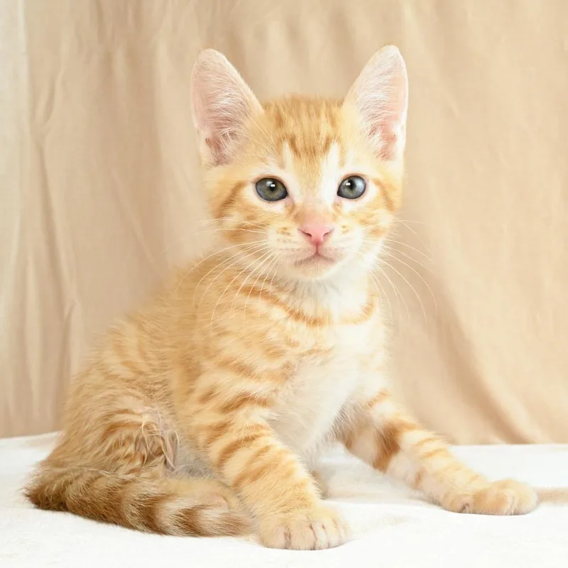 Cheeto thumbnail 4