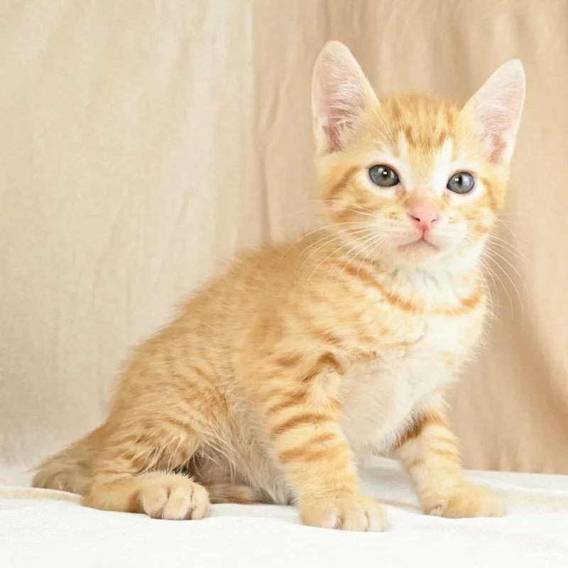 Cheeto thumbnail 5