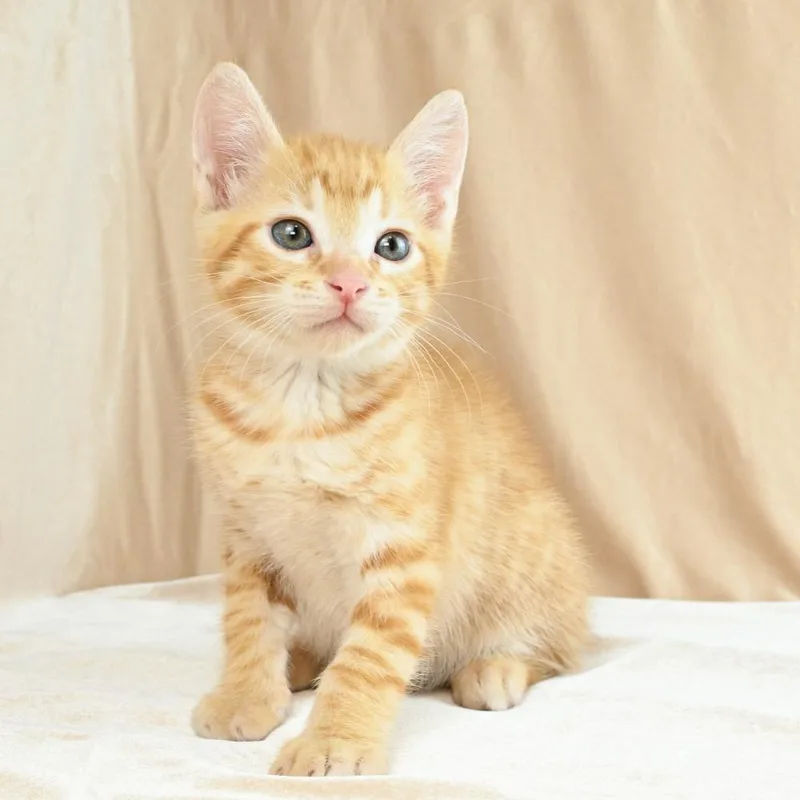 Cheeto thumbnail 6
