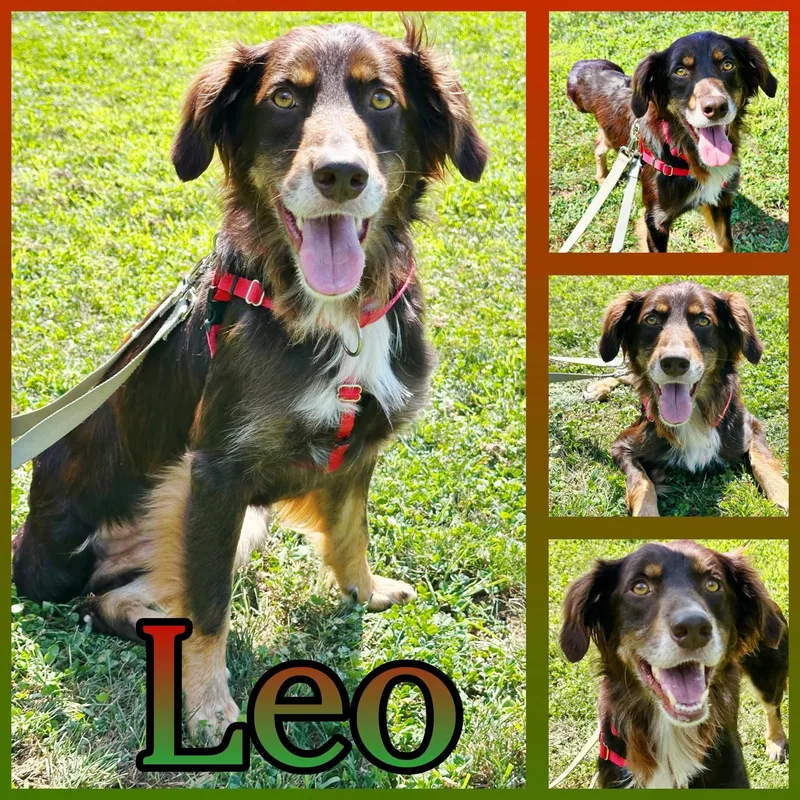 Leo