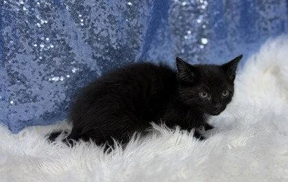 A young medium-sized male Black Domestic Short Hair cat named Manny for adoption in Clarkesville, GA