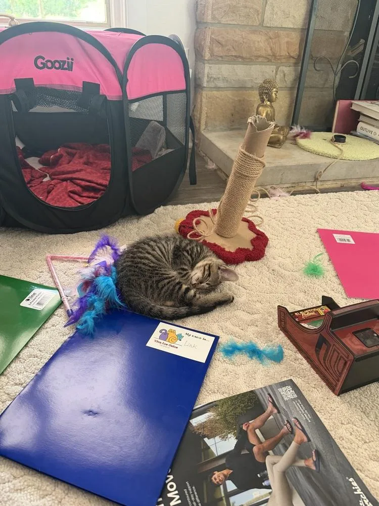 A baby medium-sized female Domestic Short Hair cat named Frida for adoption in Cleveland, OH