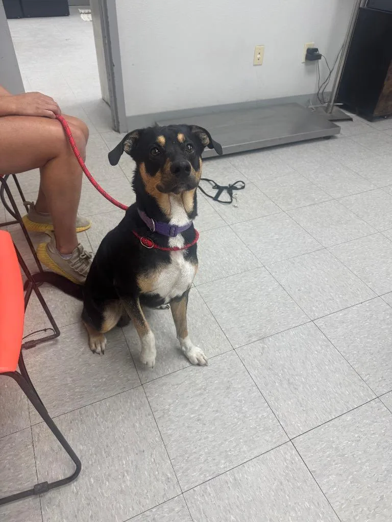 A young medium-sized male Mixed Breed dog named Boy Buckwheat for adoption in Sorrento, LA