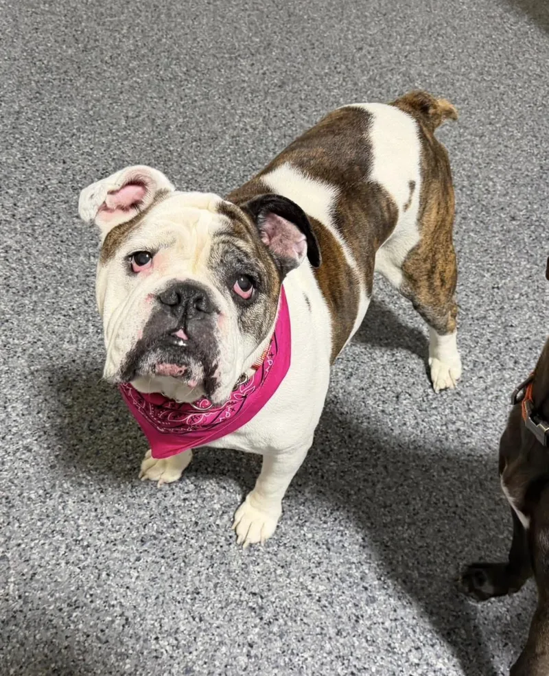 A senior medium-sized female English Bulldog dog named Aurora for adoption in Kutztown, PA