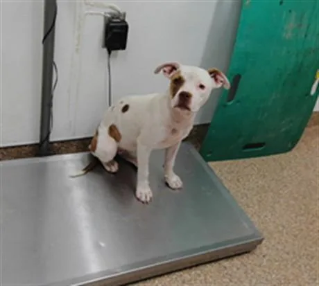 An adult medium-sized female Pit Bull Terrier dog named Gidget for adoption in Albuquerque, NM