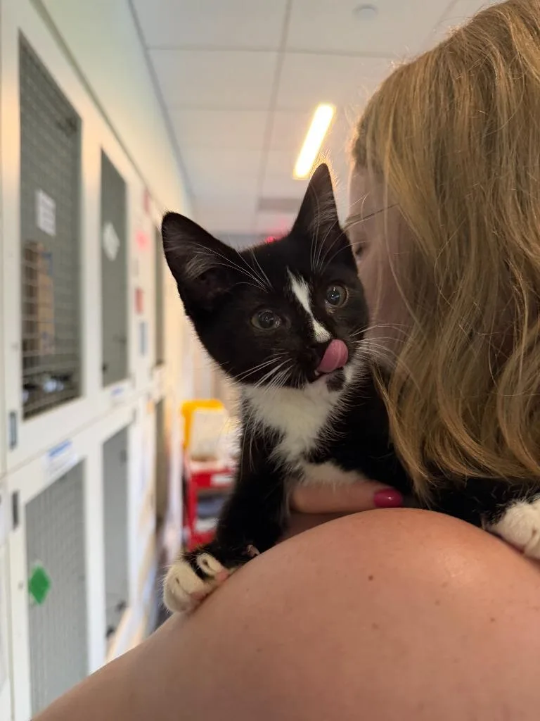 A baby small-sized female Domestic Short Hair cat named Meowbert for adoption in Hyde Park, NY