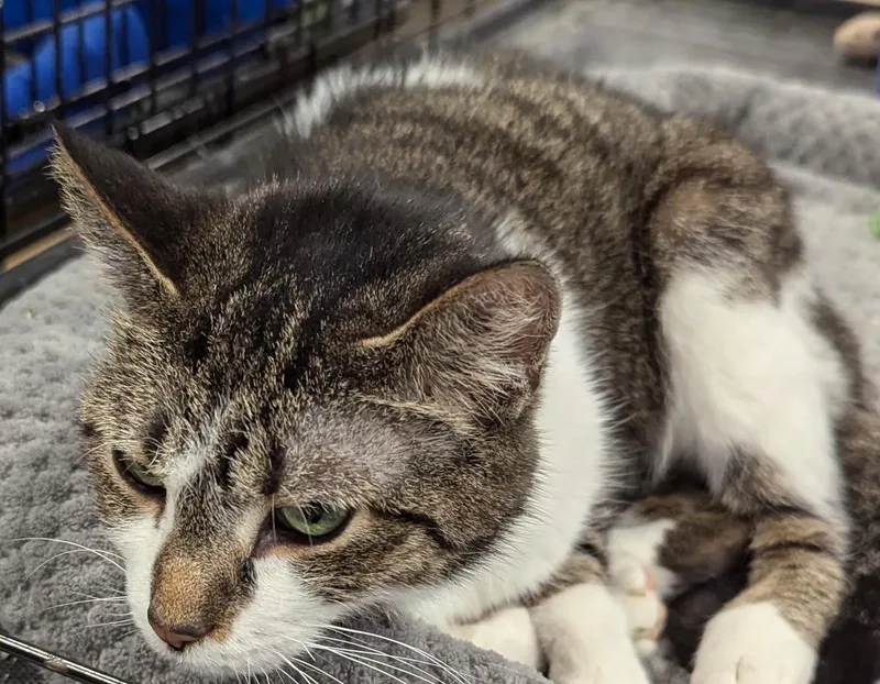 Serafina thumbnail 2